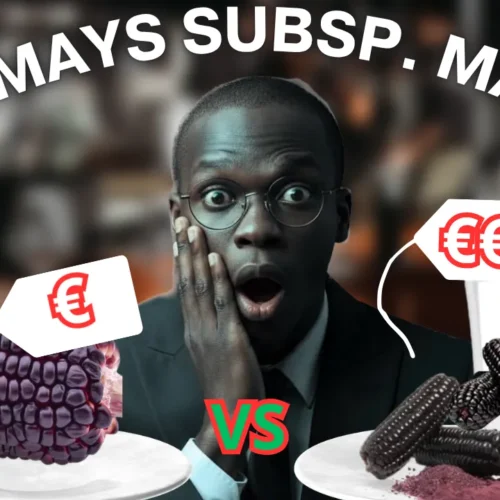 Zea mays subsp. Mays