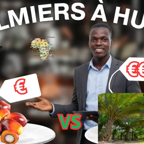 Noix de Palme ( palmier à huile)