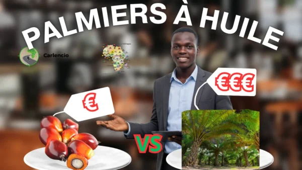 Noix de Palme ( palmier à huile)