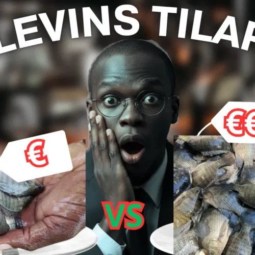 Alevins Tilapia
