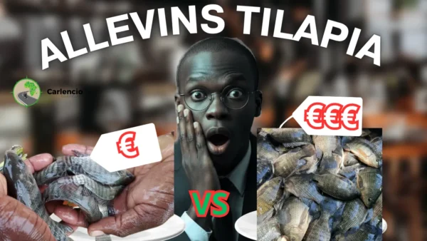 Alevins Tilapia